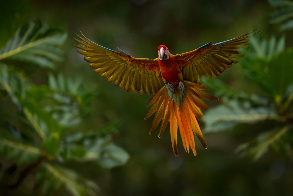 Hybrid,Parrot,In,The,Jungle,Forest.,Rare,Form,Ara,Macao